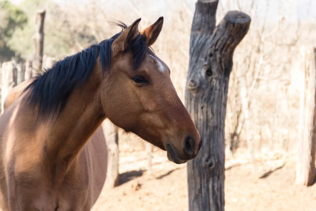 Cheval