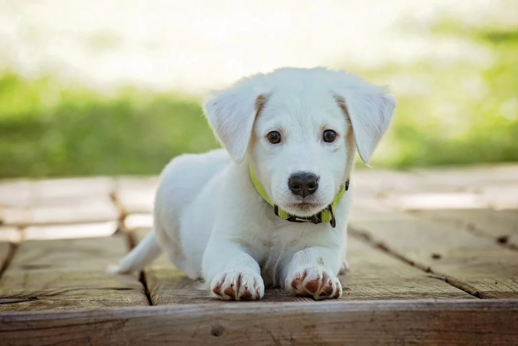 Chien