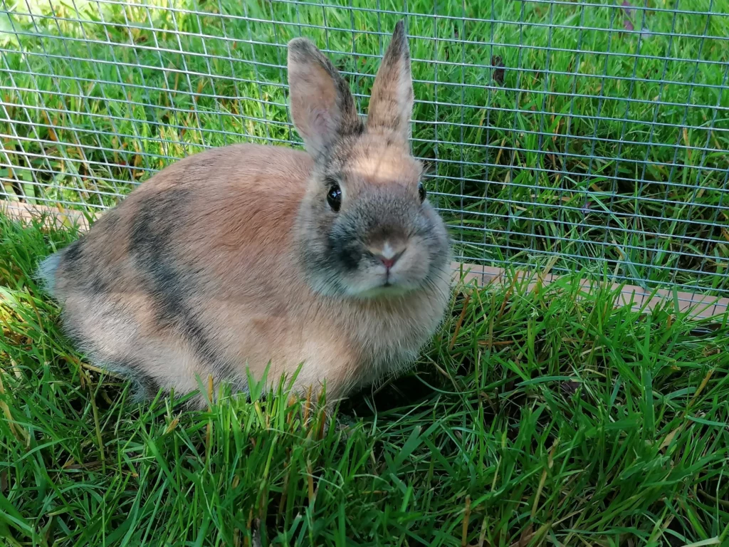 Lapin