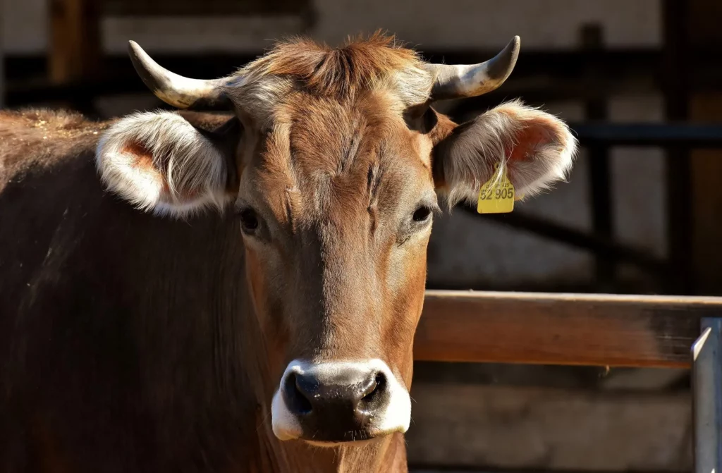 Vache