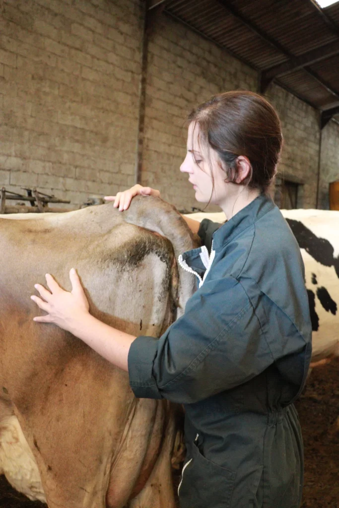 ostéopathie animale - consultation bovine