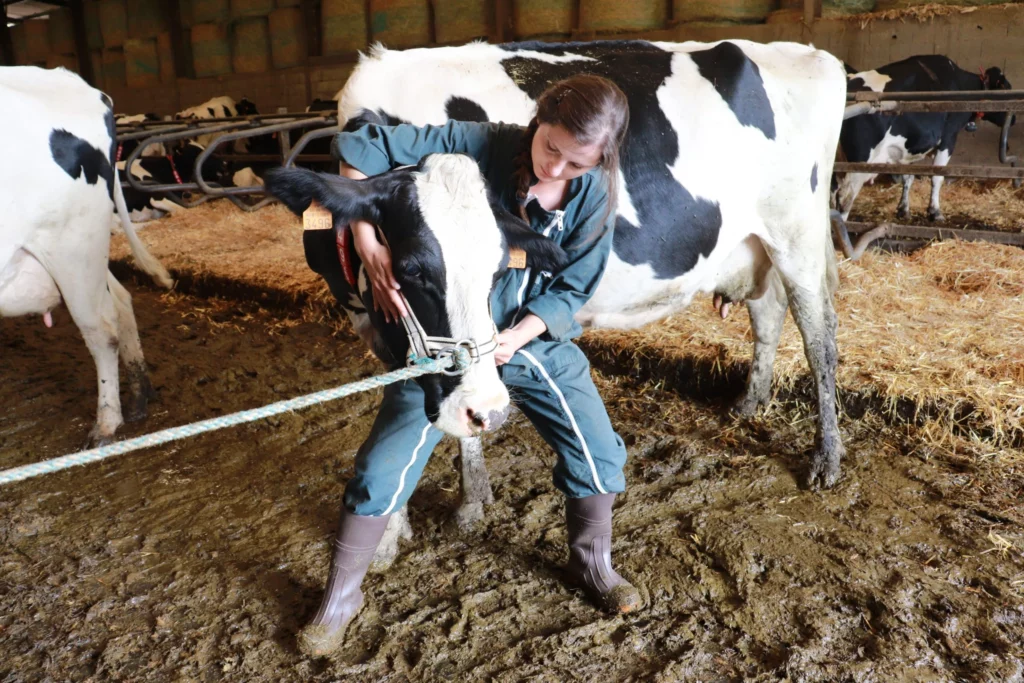 ostéopathie animale - consultation bovine