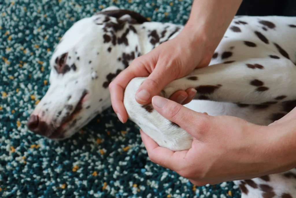 Consultation canine - ostéopathie animale