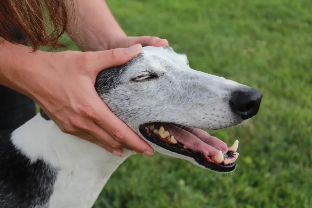 Consultation canine - ostéopathie animale