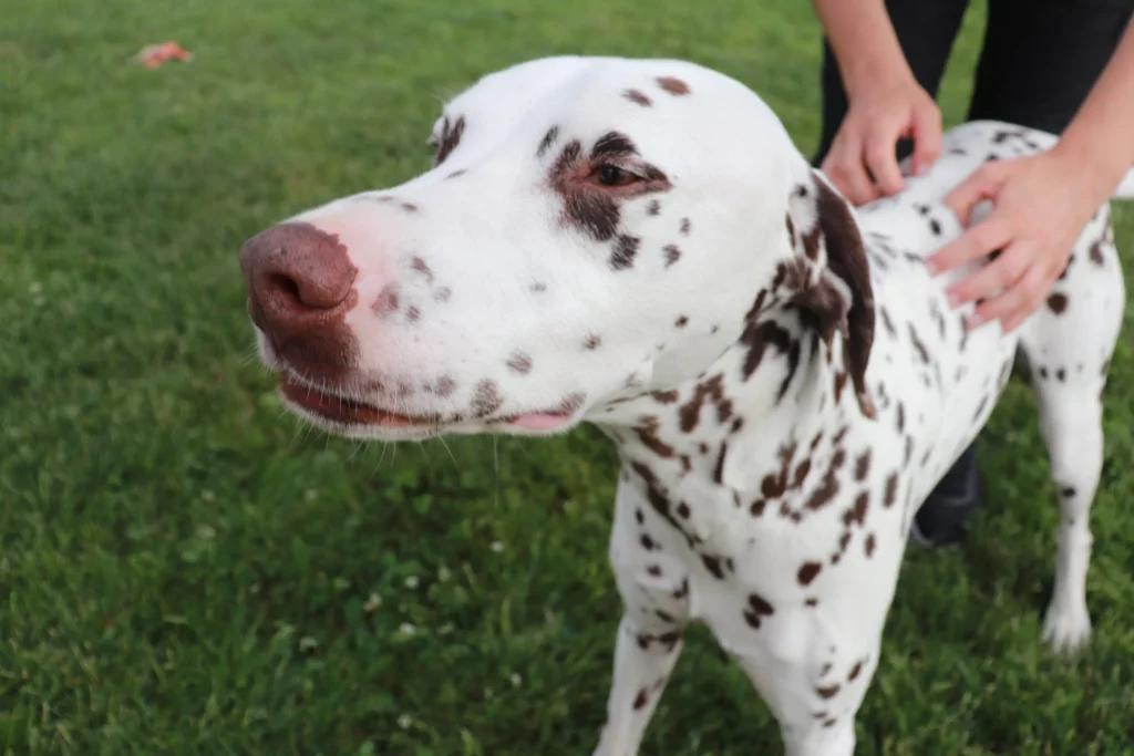 Consultation canine - ostéopathie animale