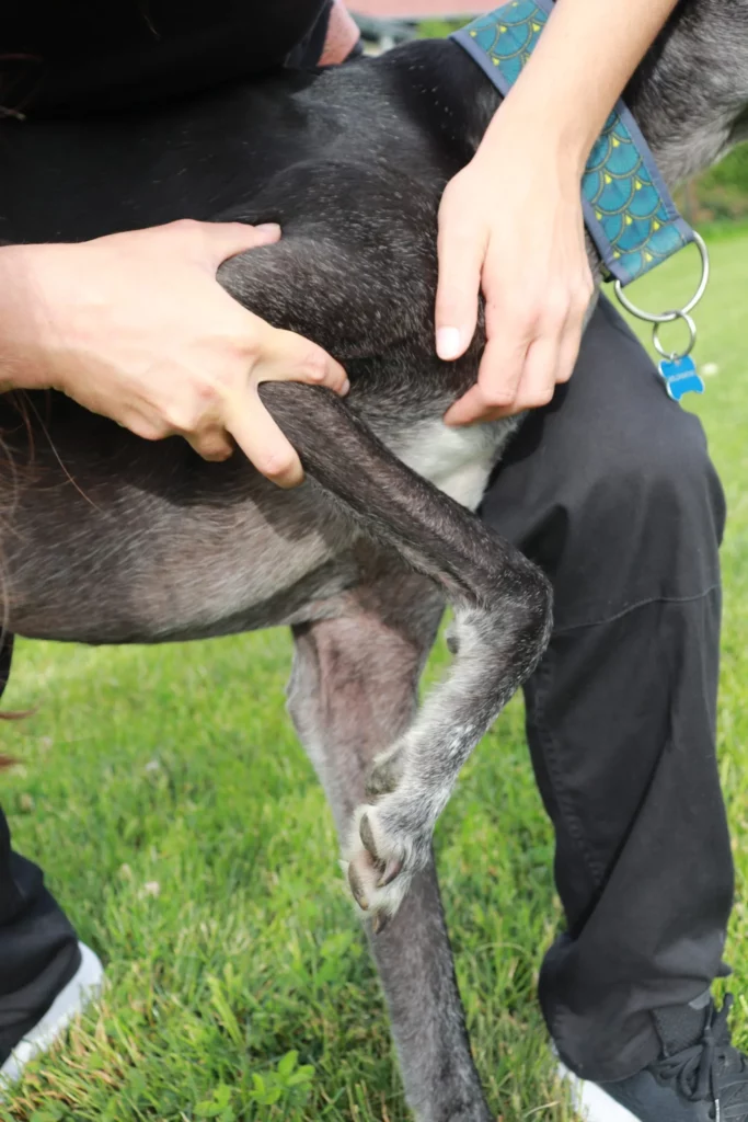 Consultation canine - ostéopathie animale