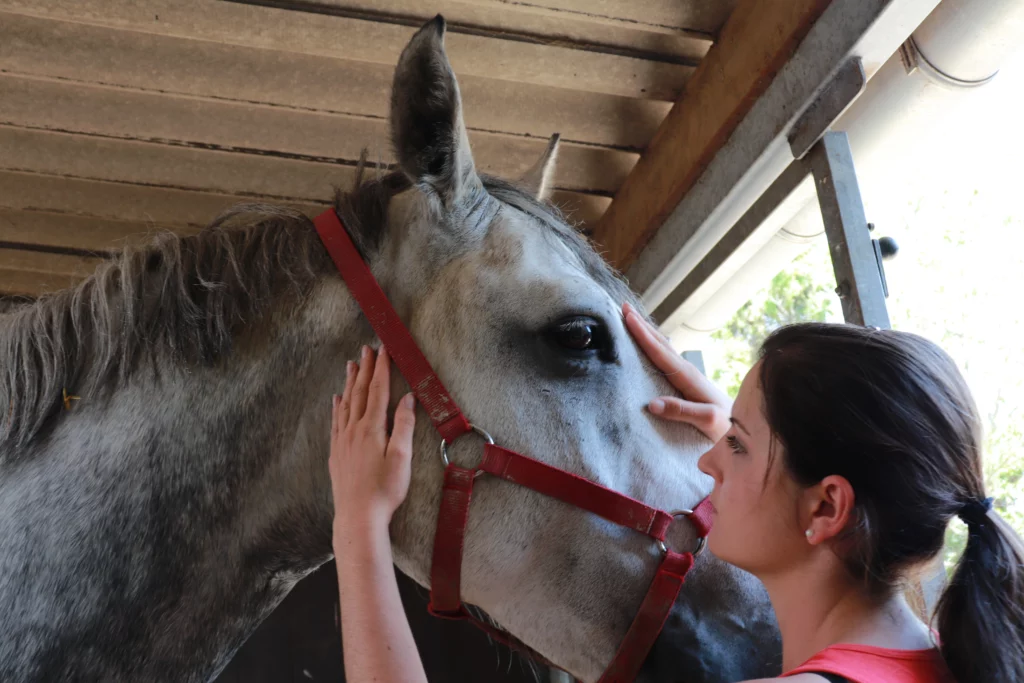 Ostéopathe pour chevaux