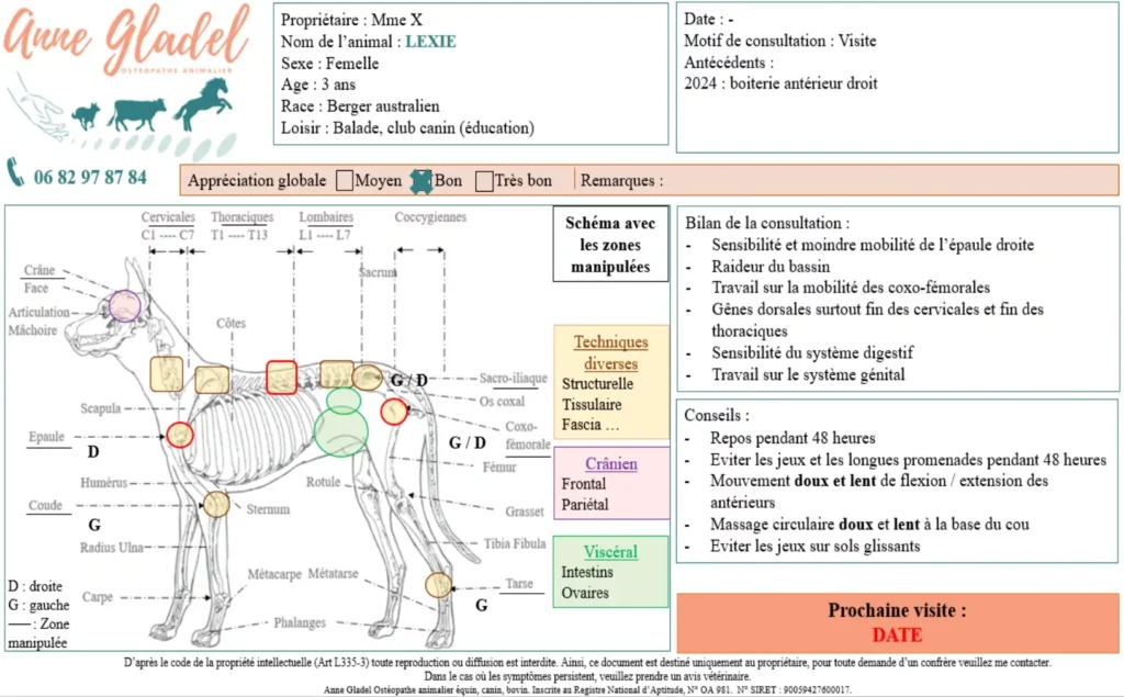 Exemple de compte rendu ostéopathique pour chien